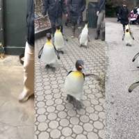 Pingüinos rey del zoológico de Cincinnati disfrutan de un día al aire libre