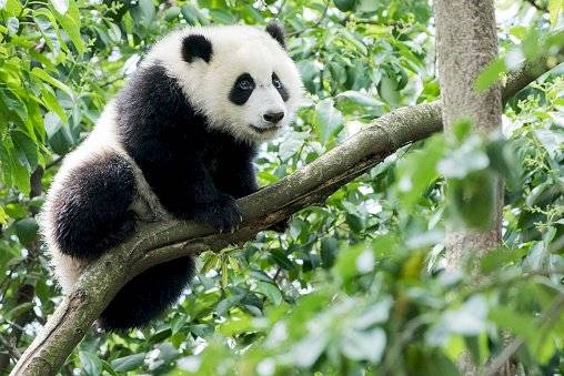 La población de pandas salvajes, según el último censo del Gobierno chino en 2015, ha crecido en 268 ejemplares en la última década