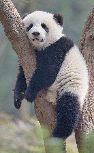 La población de pandas salvajes, según el último censo del Gobierno chino en 2015, ha crecido en 268 ejemplares en la última década