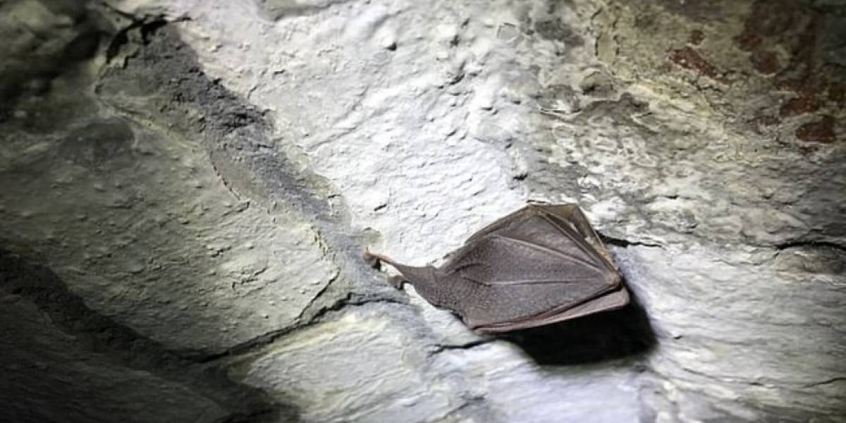 Encontraron un extrañísimo murciélago en un castillo (no se lo coman, por favor)