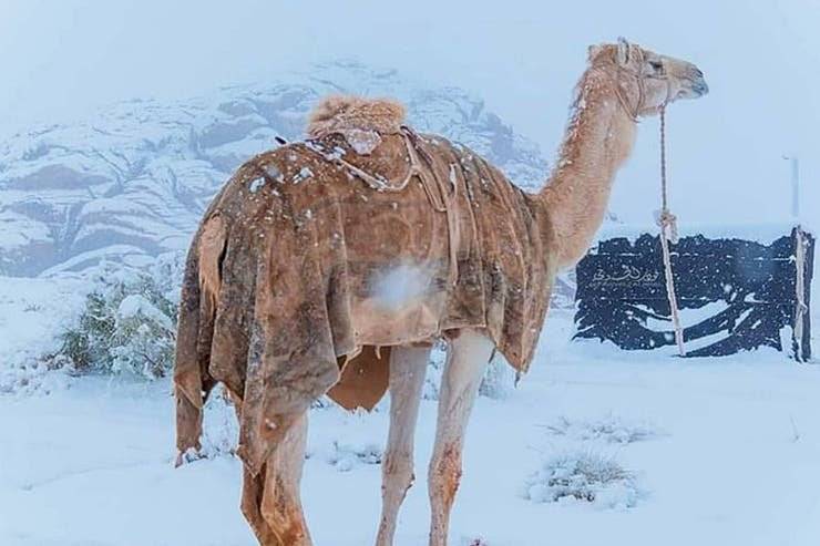 Asombrosas imágenes de la nevada en el desierto del Sahara