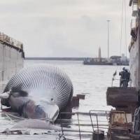 Remolcan un enorme cadáver de ballena al muelle de Nápoles