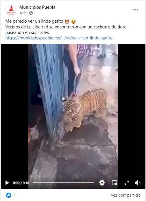 Sacan a pasear a cachorro de tigre en Puebla