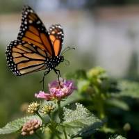 Mariposas monarca revolotean sin freno hacia la extinción
