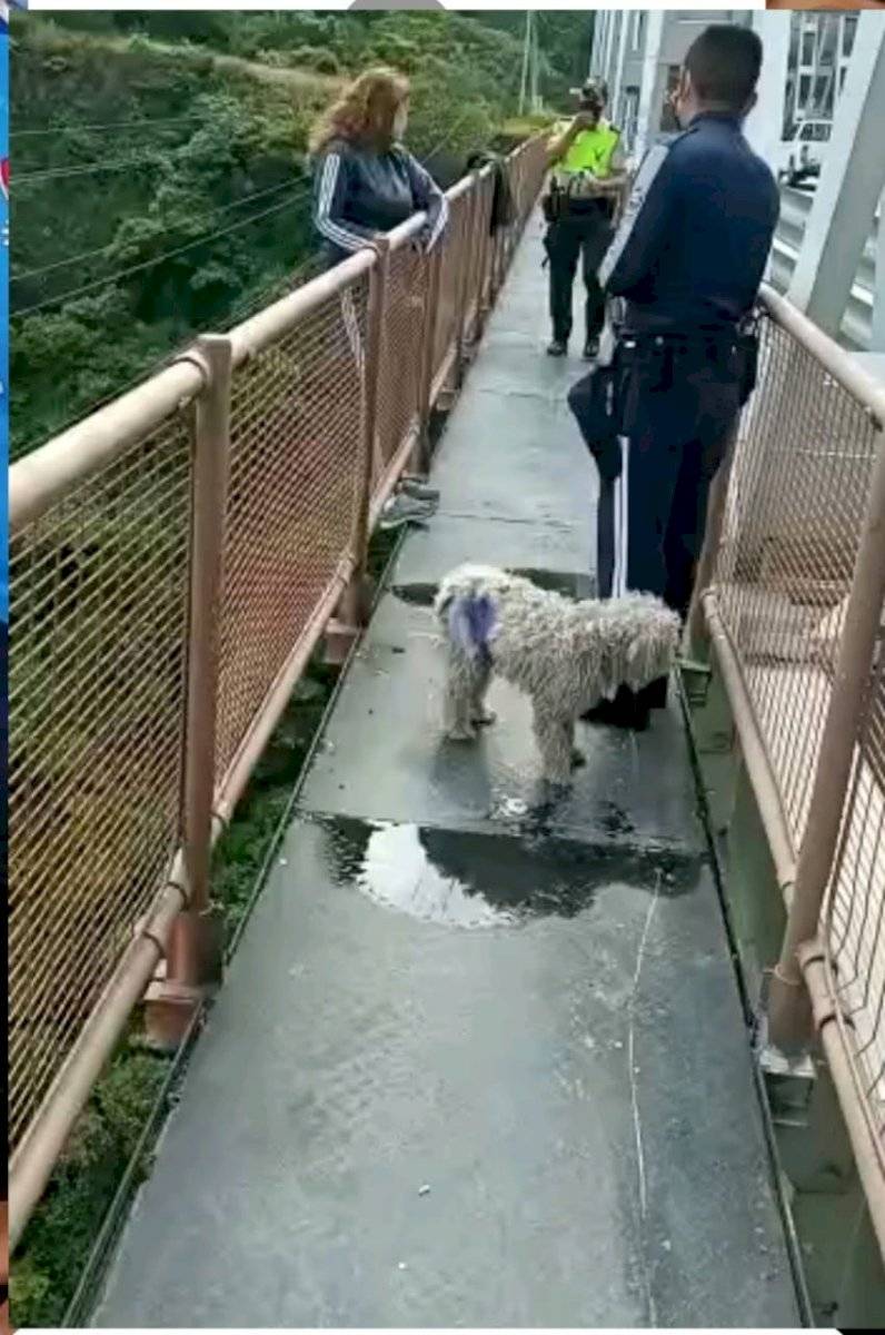 Agente de Tránsito