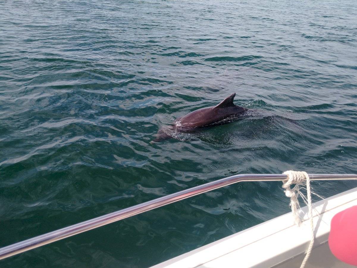 Nado con delfines en Puerto Vallarta
