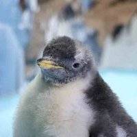 Así va creciendo Alex, el primer pingüino chilango