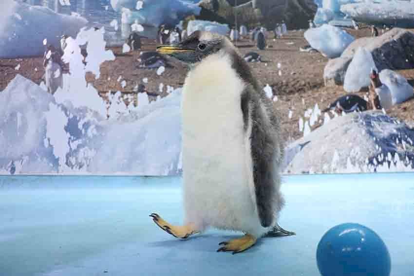 Pingüino Alex