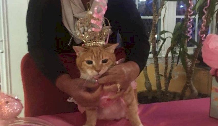 Contagio masivo de covid-19 por celebrar el cumpleaños de un gato