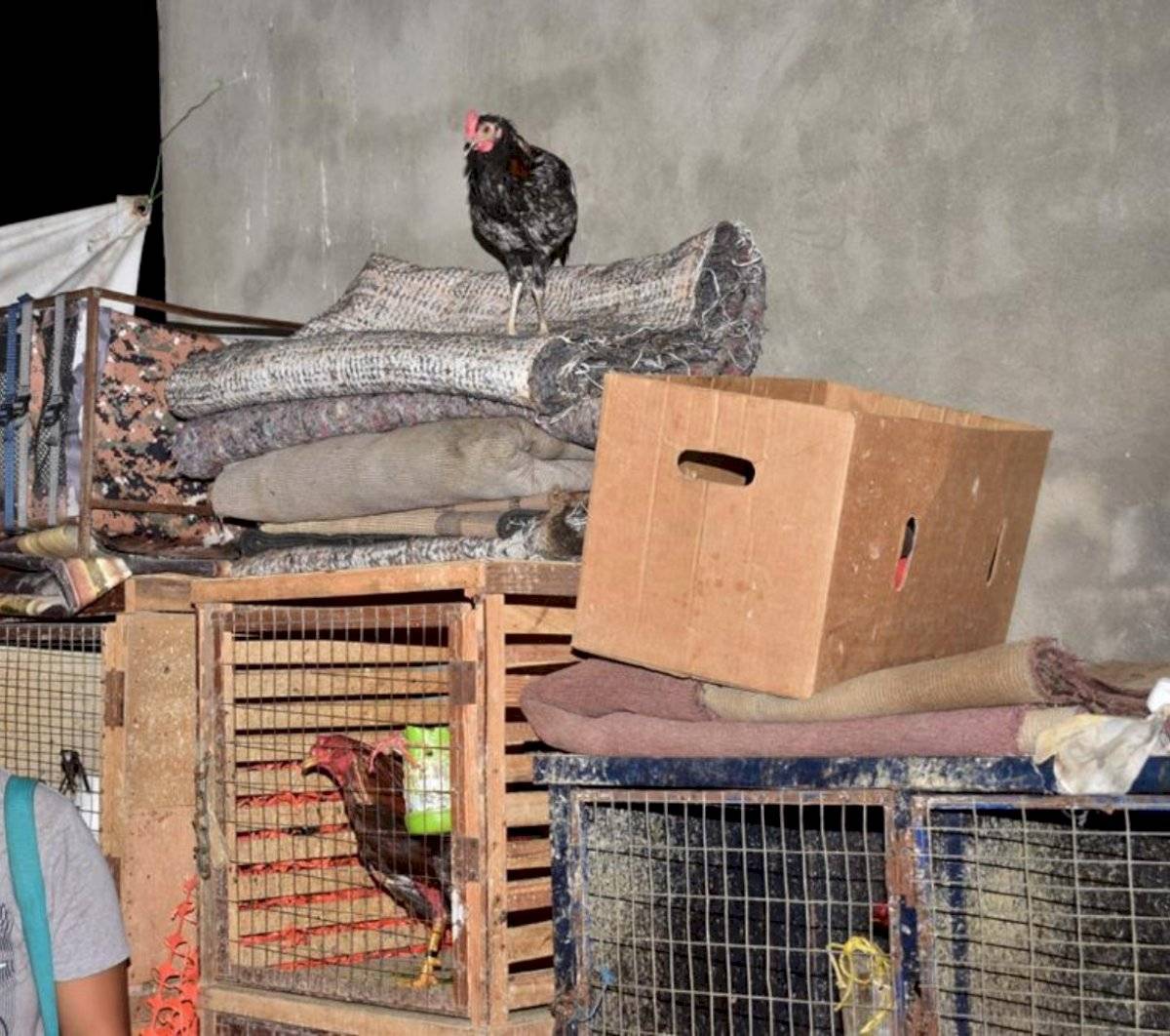 Clausuran gallera clandestina en Guayaquil