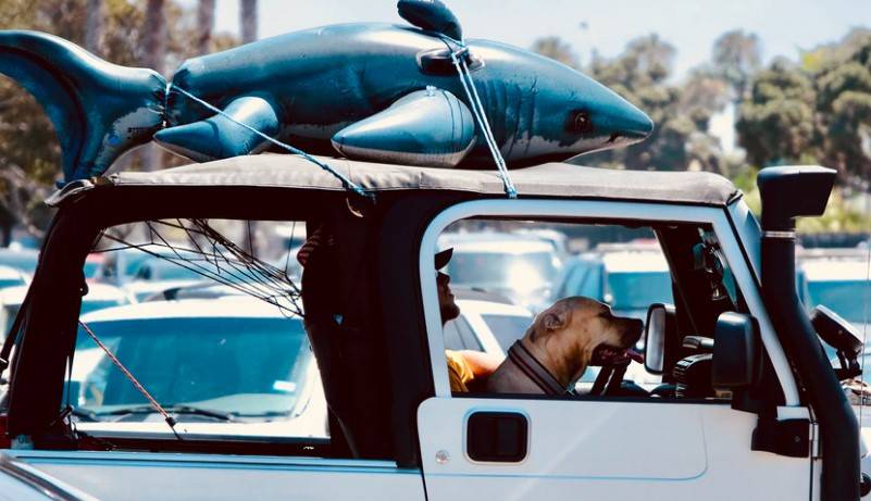 Viajar con la mascota mascota