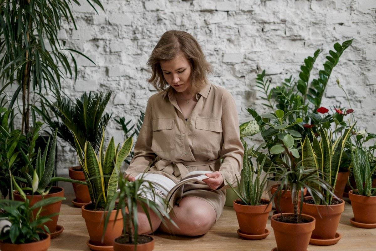 plantas