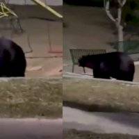 ¡Uno más! En Nuevo León fue reportado un nuevo avistamiento de un oso negro