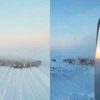 Manada de ciervos sorprende a un conductor en el oeste de Siberia