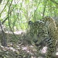 Esfuerzo histórico para liberar jaguares en Argentina