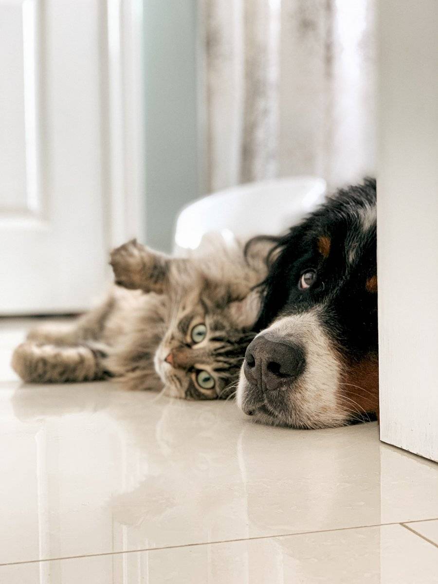 cão e gato