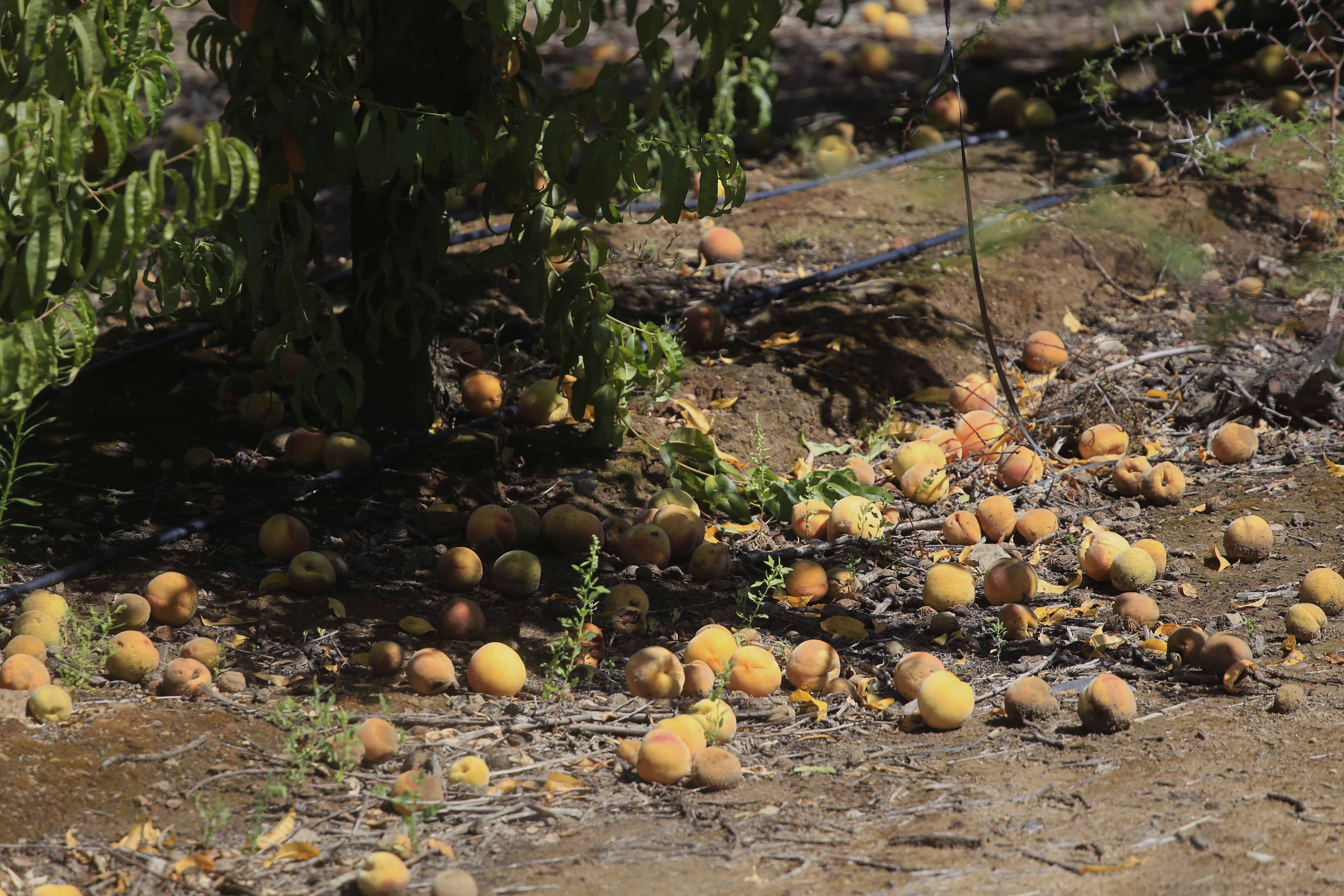 fruta