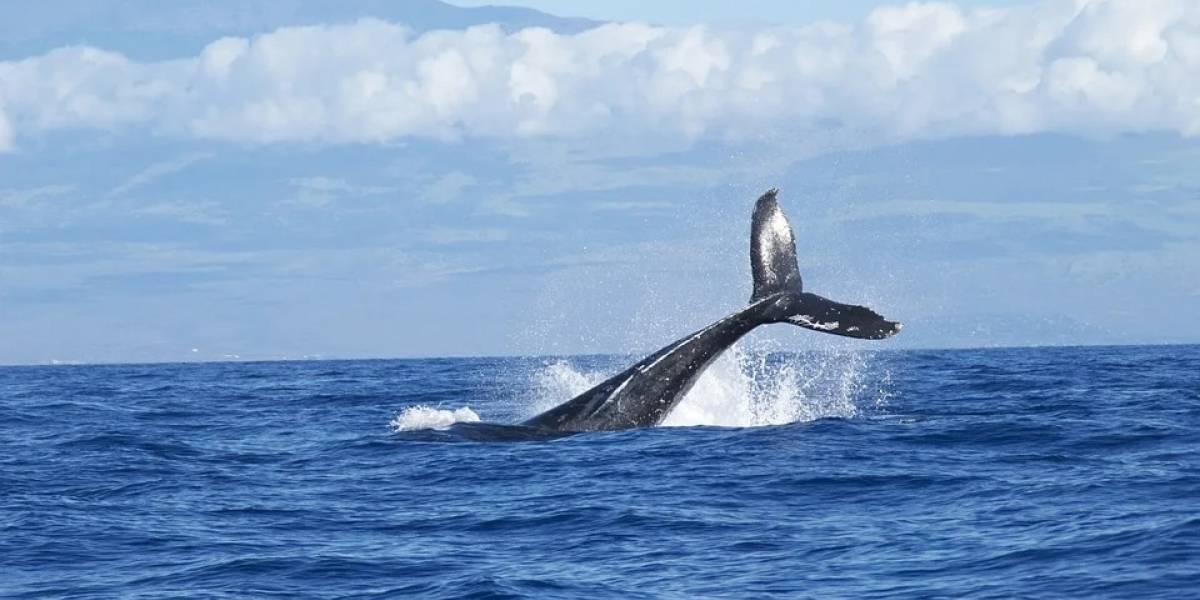 Gracias a la tecnología captan el agobiante movimiento de una ballena tratando de evitar chocar con los barcos