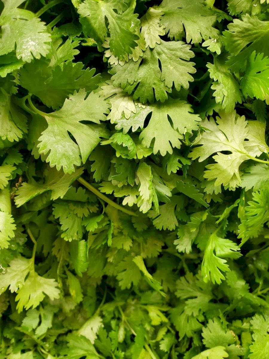 cilantro