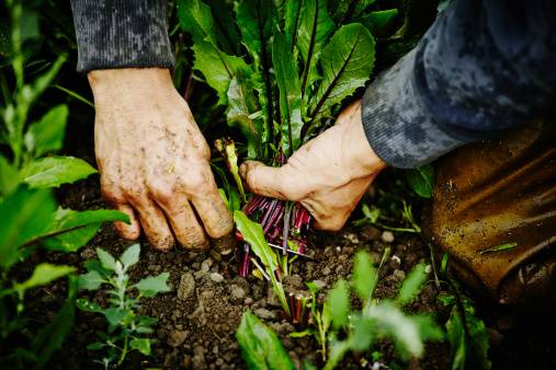 Precios de los alimentos llegan a su nivel más elevado desde el 2014, según la ONU Precios de los alimentos llegan a su nivel más elevado desde el 2014, según la ONU