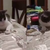 ¡Qué adorable! Gatito se vuelve viral después de hacer un truco de magia