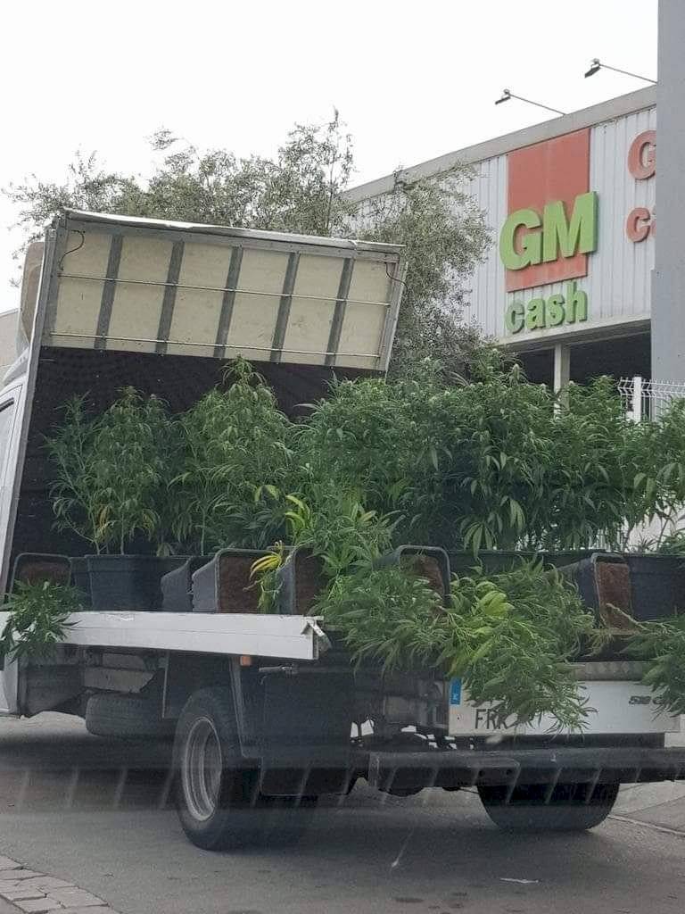 maconha2