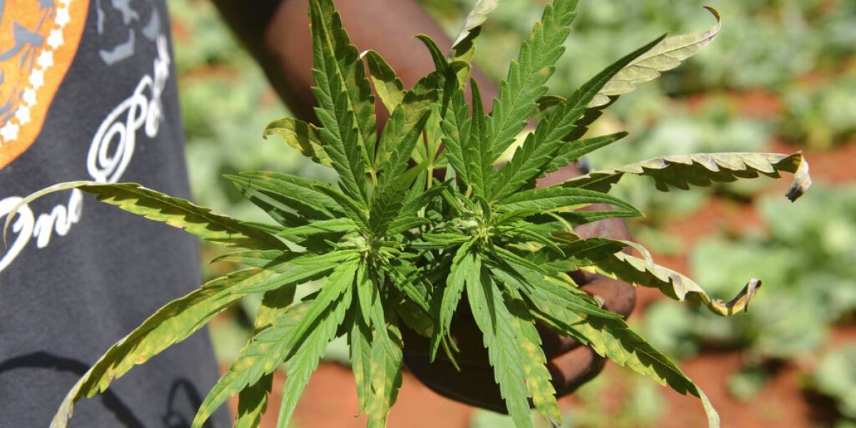 El consumo de marihuana recreacional es ahora legal en Nueva York El consumo de marihuana recreacional es ahora legal en Nueva York