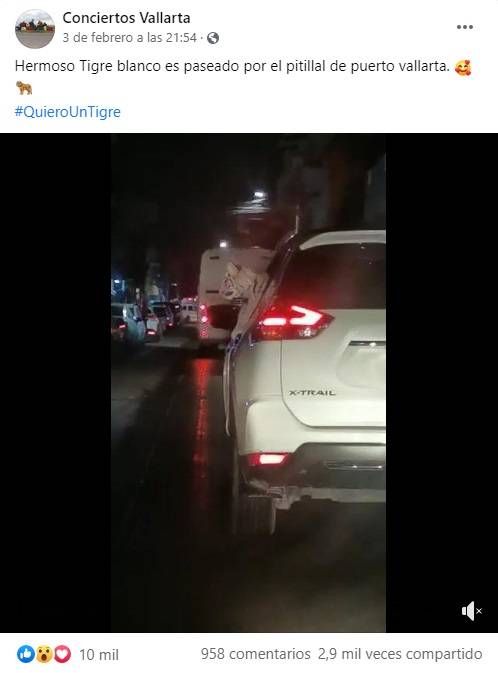 Sacan a pasear a cachorro de tigre en Puerto Vallarta