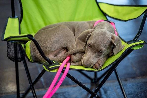Corea del Sur hará pruebas de covid-19 a perros y gatos