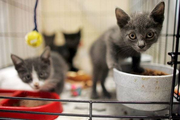 Corea del Sur hará pruebas de covid-19 a perros y gatos