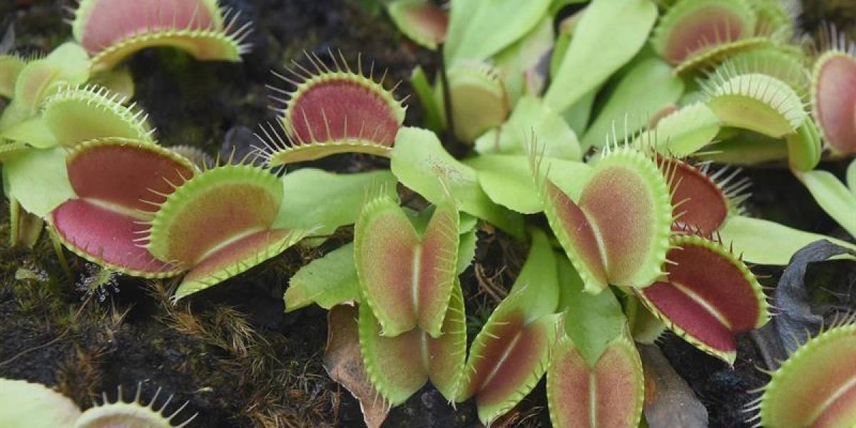 Científicos descubren apenas la tercera planta de la Tierra capaz de generar un campo magnético
