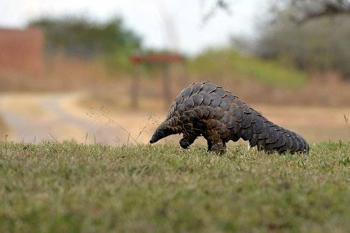 Misión de la OMS no halló la especie animal que pudo transmitir la covid-19