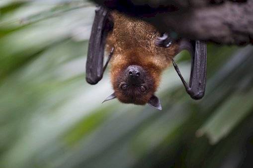 Misión de la OMS no halló la especie animal que pudo transmitir la covid-19