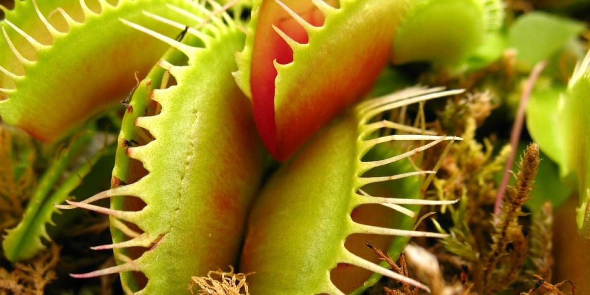 Ciencia: ¿Humanos? ¿Perros? ¿Qué es lo más grande que se puede comer una planta carnívora?