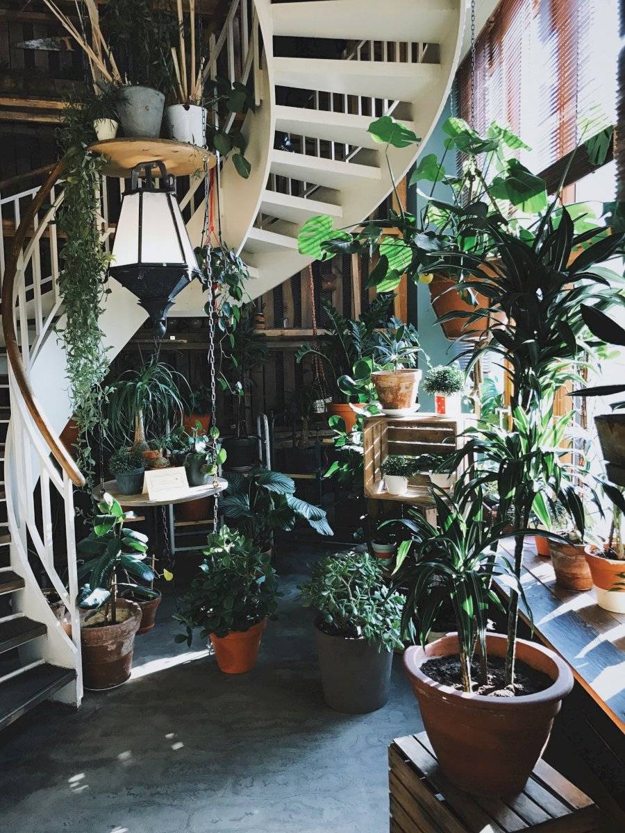 plantas