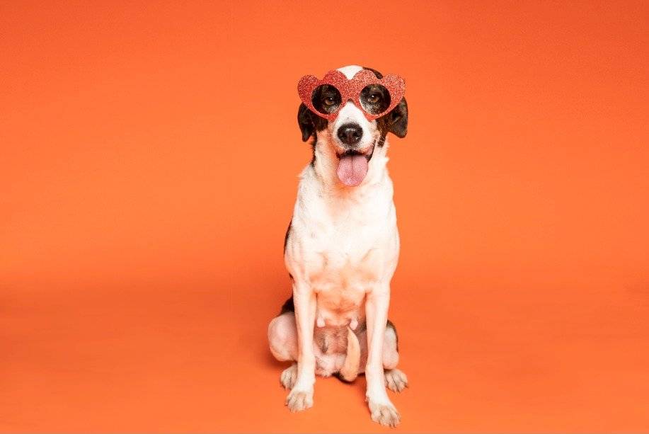 perro