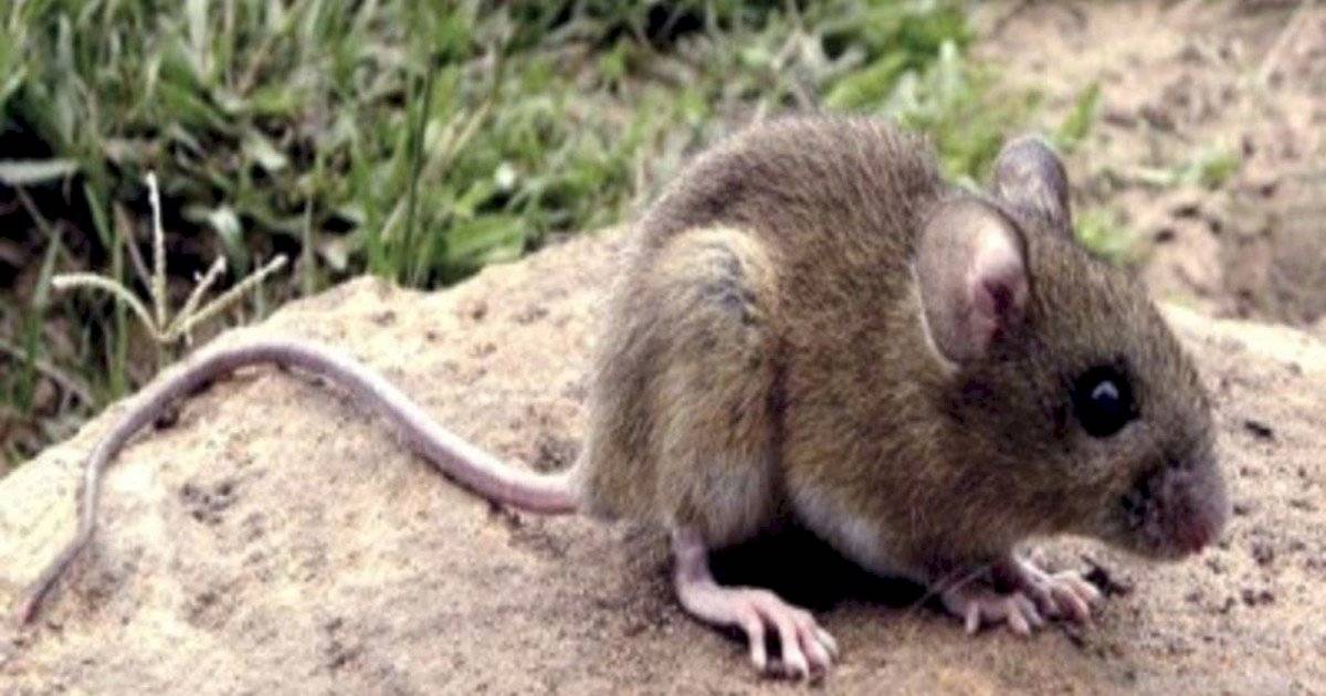 el hantavirus lo transmite el ratón colilargo.