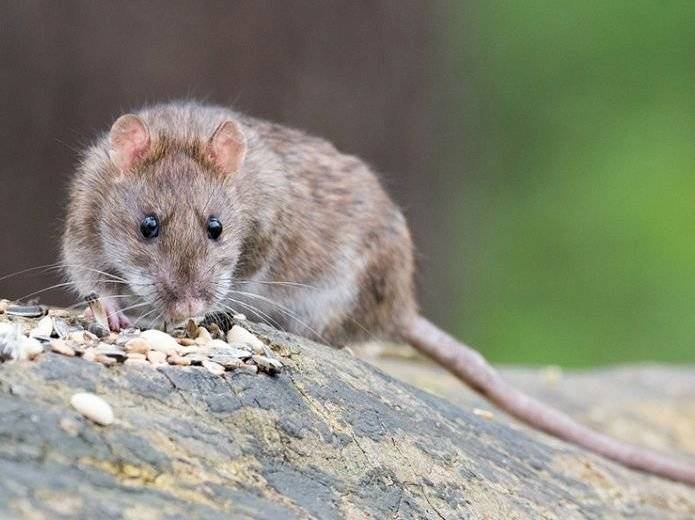 el hantavirus lo transmite el ratón colilargo