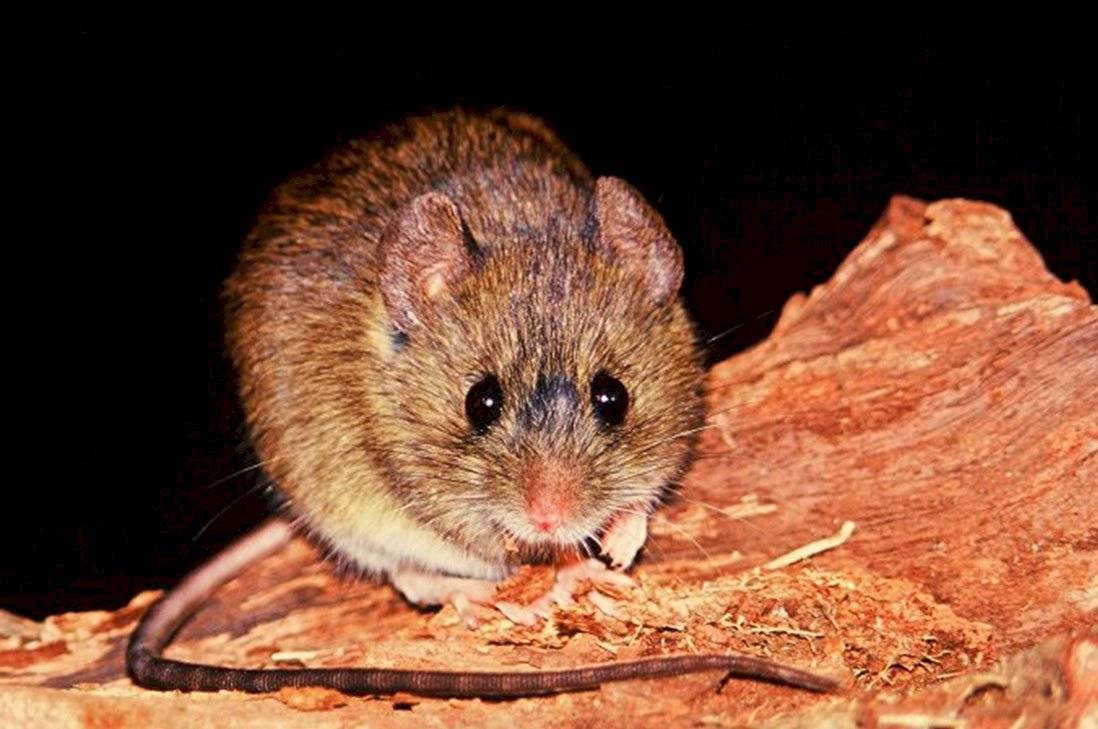 el hantavirus lo transmite el ratón colilargo