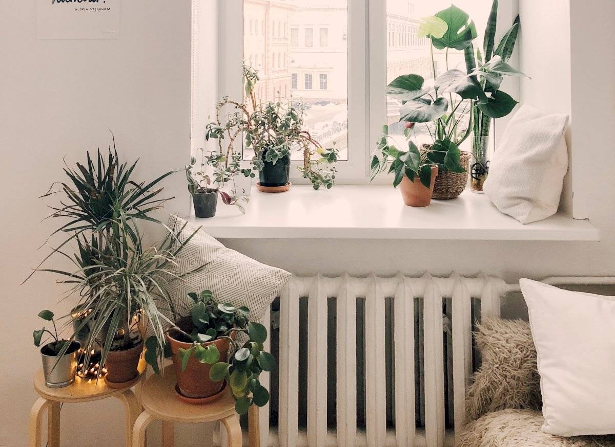 planta