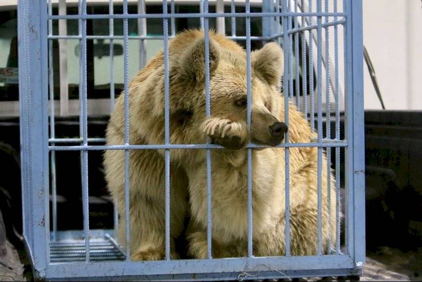 urso 1
