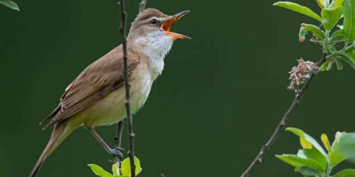 Las aves pueden "leer" la firma magnética de la Tierra y así es como lo logran