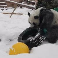 Pandita se divierte con las intensas nevadas de Moscú