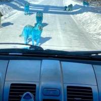 ¿El inicio del fin? Hallan perros callejeros de color azul en Rusia