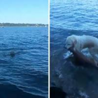 Perro salva a un ciervo bebé de morir ahogado