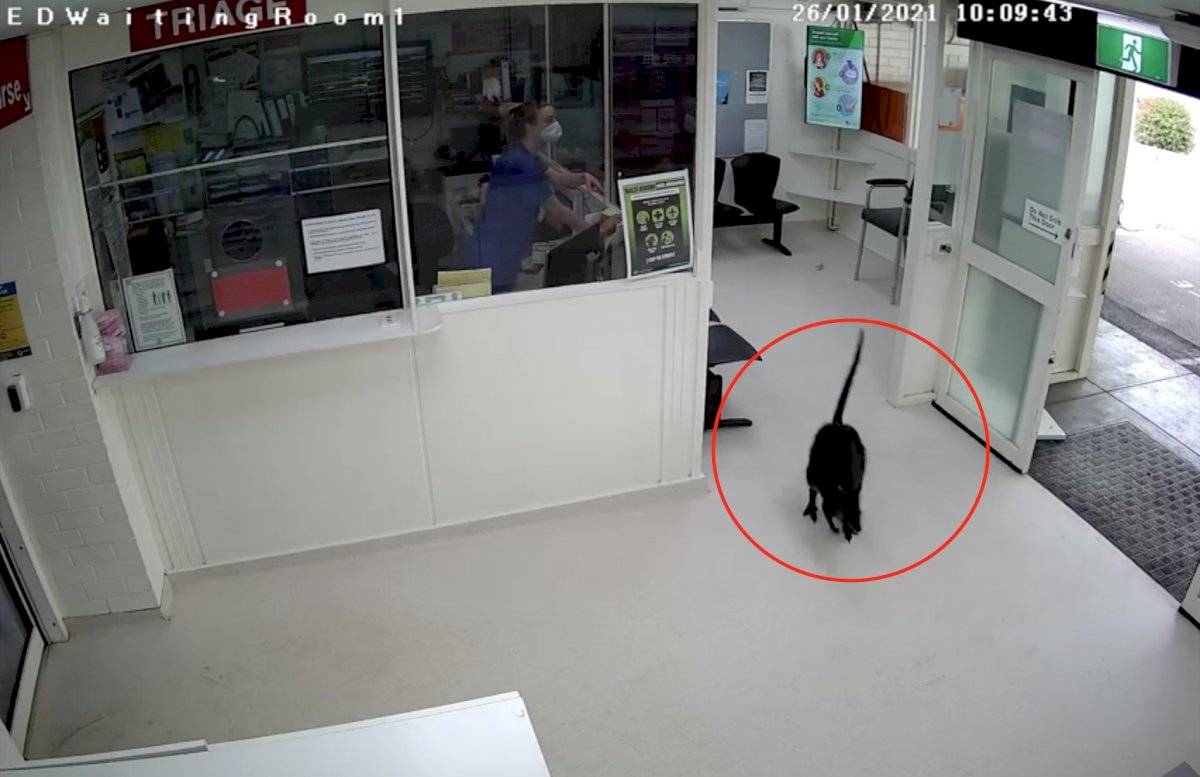 walabí visita hospital