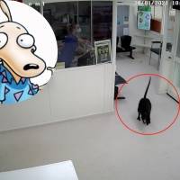 ¿Rocko, eres Tú? Walabí entra a hospital y sorprende al personal médico
