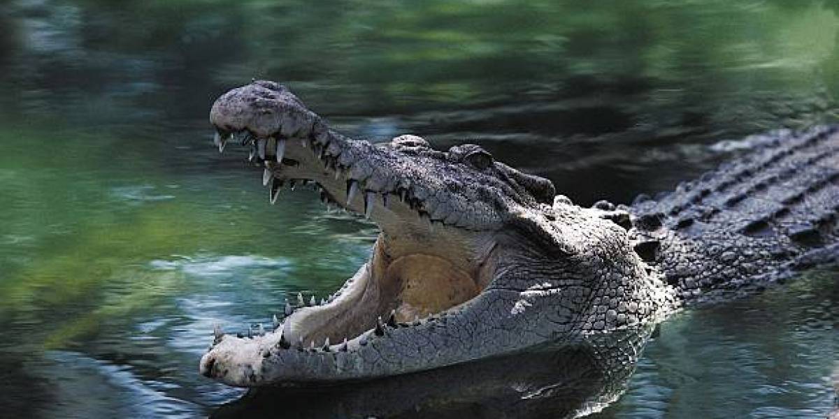 Encontraron estos restos dentro de un cocodrilo gigante y no querrás saber de qué son