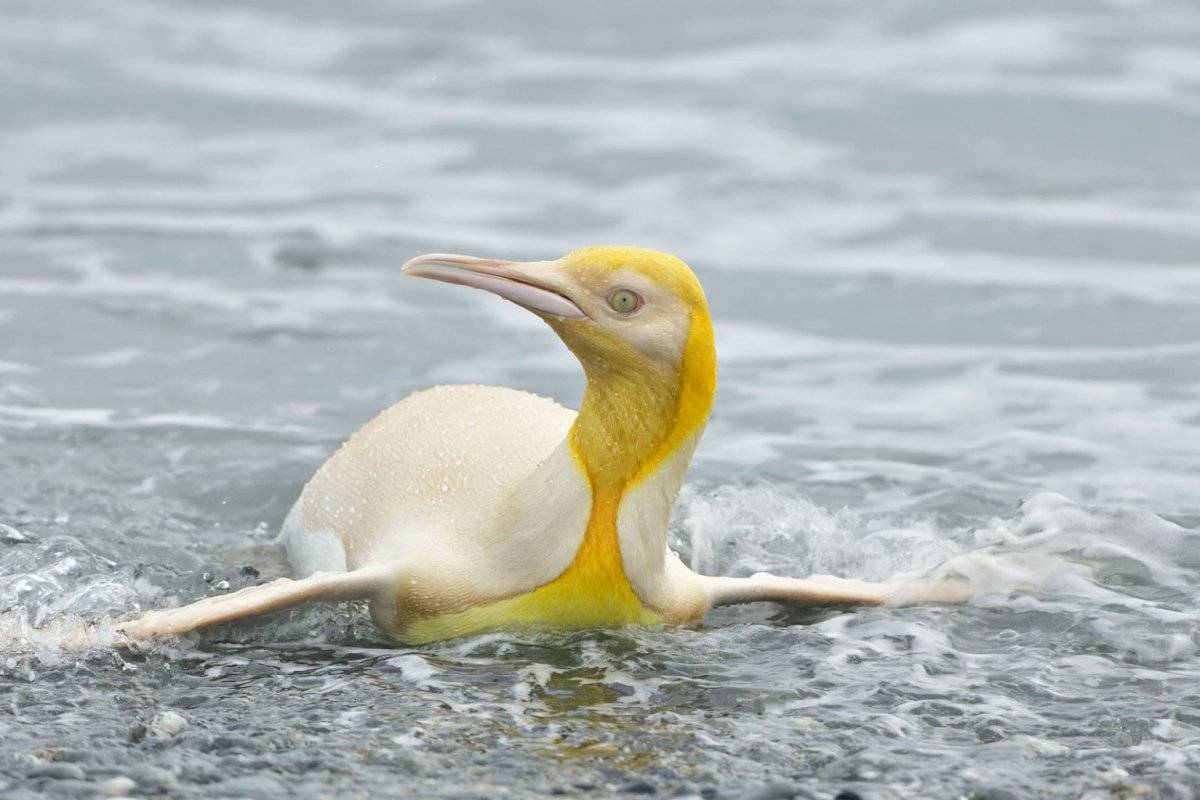 pinguim 2