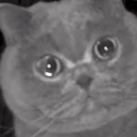 ¡Qué tierno! Gatito es dejado solo en casa y "llora" al escuchar a su dueña